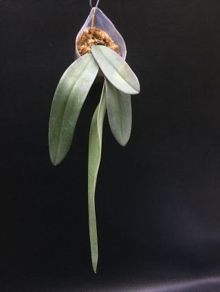 Bulbophyllum Fletcherianum Orchid Very Rare Species Plant 10