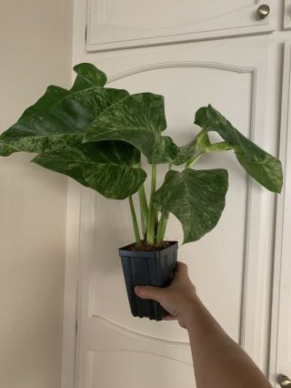 Philodendron Giganteum Variegated Aroid Rare