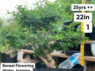 Rare Fragrant Bonsai Flowering Water Jasmine 1 - 25yrs Old - 22in (50 Off $550)