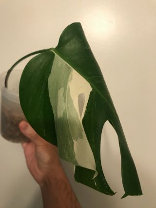 Rare Rooted Monstera Albo Borsigiana Cutting Sectoral Variegated