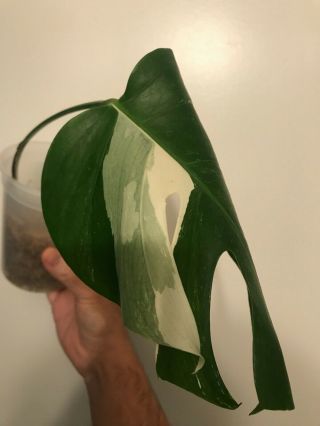 Rare ROOTED Monstera Albo Borsigiana Cutting Sectoral Variegated 2