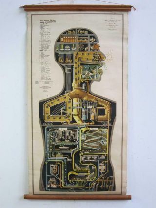 Rare Vintage The Human Factory Medical Wall Chart Poster By Rudolf Schick 1942
