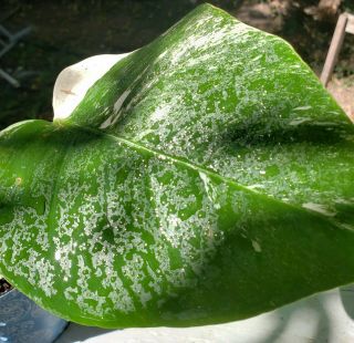 Albo Variegated Borsigiana Monstera Rooted Rare Philodendron Plant.