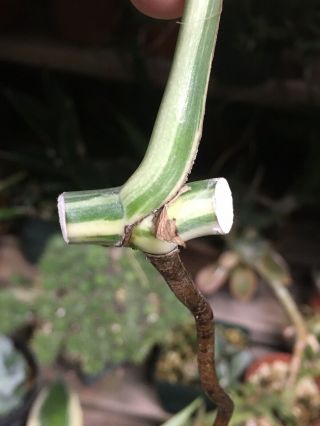 Variegated Monstera Borsigiana Albo Cutting Root Plant Aroid Rare Collector