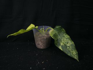 Philodendron Domesticum Variegata,  Rare Variegated Aroid