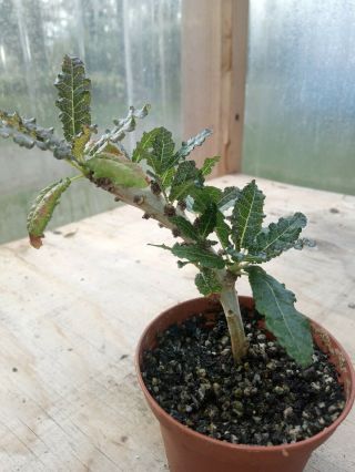 Boswellia Nana - Rare Frankence Species,  Succulent Bonsai.  Well Rooted Cutting
