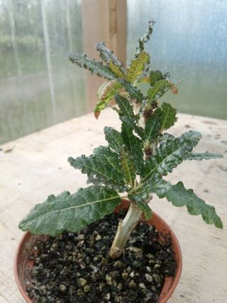 Boswellia Nana - rare frankence species,  succulent bonsai.  well rooted cutting 2