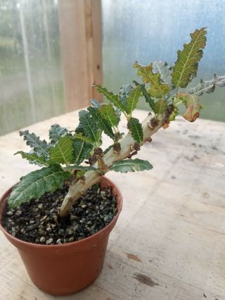 Boswellia Nana - rare frankence species,  succulent bonsai.  well rooted cutting 3