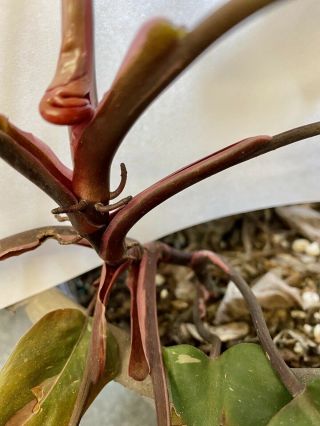 Philodendron " Pink Princess " / Rare/variegated Pink Rooted Cutting