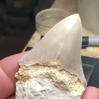 Rare Fossil Megalodon Shark Tooth From Miocene Of Italy
