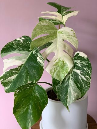 Variegated Monstera Deliciosa (fully Rooted) Node With Leaf Rare