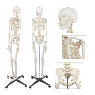 Skeleton Medical Model,  Stand 70 " 6ft Life Size Human Anatomical Anatomy