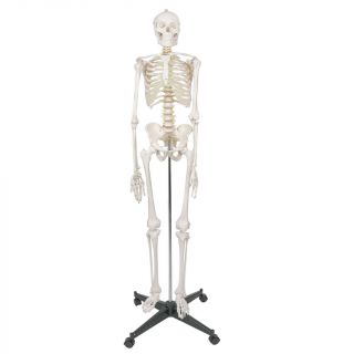 Skeleton Medical Model,  Stand 70 