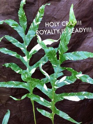 Crazy Rare Variegaed Drynaria Insane Not Staghorn,  Platycerium,  Anthurium Wow