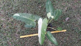 Philodendron Jose Buono Rare Variegated Aroid Plant