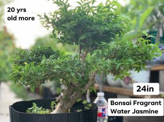 Rare Fragrant Bonsai Flowering Water Jasmine 1 - 20yrs Old - 24in (50 Off $500)