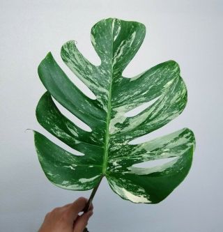 Variegated Monstera Deliciosa Albo Cutting With Roots,  Rare