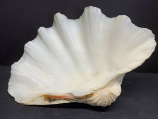 Vtg Medium Giant Natural Clam Shell Tridacna Gigas Seashell Rare 4 Lbs 14 " X 10 "