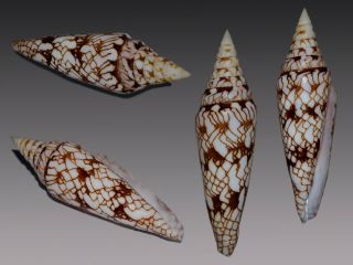 Seashell Conus Milneedwardsi Ultra Rare Gorgeous Dark 83.  9 Mm