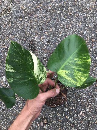 Rare Variegated Monstera Deliciosa ‘aurea’ Hard To Find Collector’s Plant