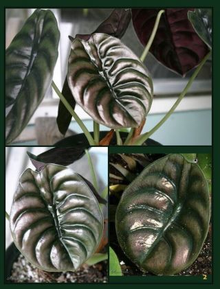 Alocasia Cuprea `red Secret - Rare / Single Plants