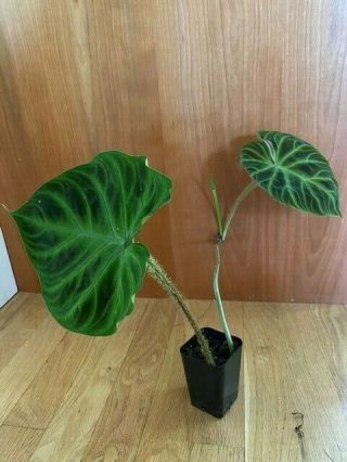 Rare Philodendron Verrucosum.  2 Big Leaves And 1 Leaf