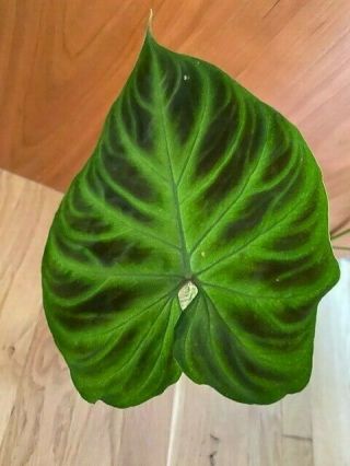 RARE Philodendron verrucosum.  2 big leaves and 1 leaf 2