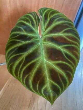 RARE Philodendron verrucosum.  2 big leaves and 1 leaf 3