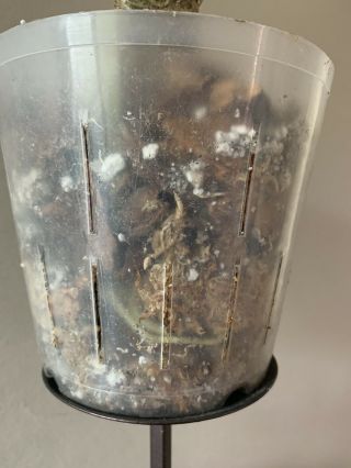 Anthurium Regale Rare Velvet Aroid 3