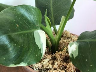 Variegated Philodendron White Wizard Rare Aroid.  Large Established Plant