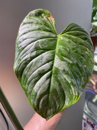 Philodendron Majestic (verrucosum X Sodiroi) Aroid Rare Rooted Cutting Gro