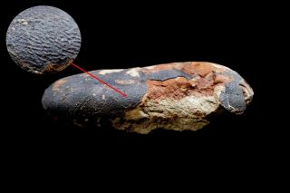 [GEL01047] Rare Museum Grade Small Theropod Dinosaur Egg 13cm Fossil 2