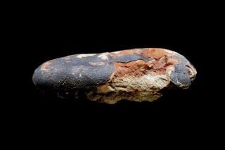[GEL01047] Rare Museum Grade Small Theropod Dinosaur Egg 13cm Fossil 3