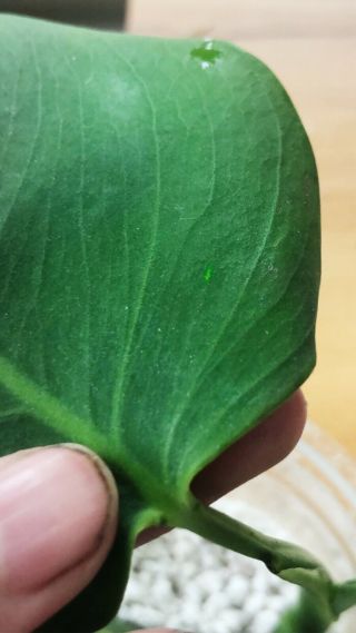RARE monstera deliciosa borsigiana (aurea variegata) UNROOTED - 3