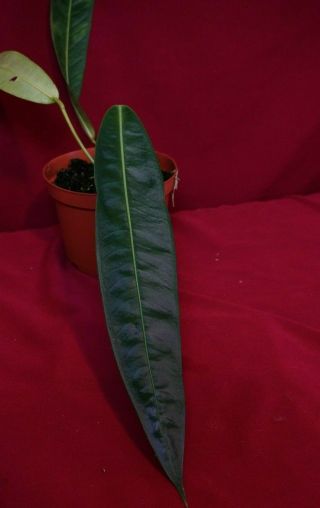 Anthurium Longistipitatum? Rare Aroid Plant Terrarium Philodendron Monstera