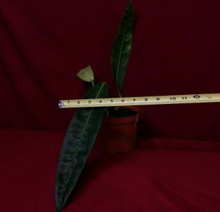Anthurium Longistipitatum? Rare Aroid Plant Terrarium Philodendron Monstera 3