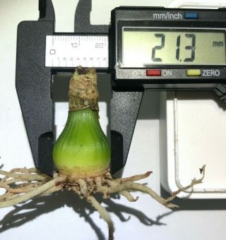 Hippeastrum bukasovii extremely rare EXQUISITE amaryllis species bulb 2.  13cm dia 3