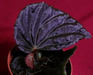 Begonia Species Borneo Rare Terrarium Plant 2 " Pot