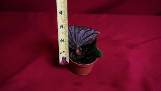 Begonia Species Borneo Rare Terrarium Plant 2 