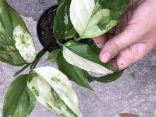 3 Rare Variegated Aglaonema (chinese Evergreen) Houseplants - Hard To Find