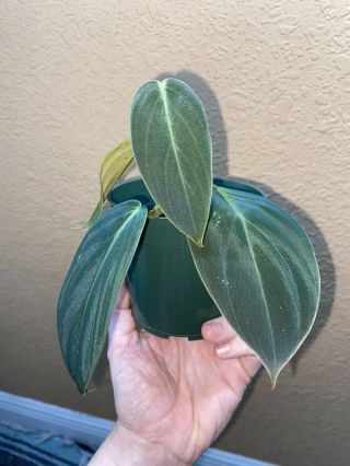 Philodendron Gigas - Large Velvet Leaf That Sparkles - Rare Aroid Monstera Philo