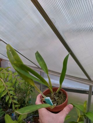 Cattleya Rex Var.  Flamea X Selfing Orchid,  Rare