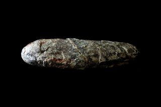 [GEL01059] Rare Museum Grade Small Theropod Dinosaur Egg 15cm Fossil 3