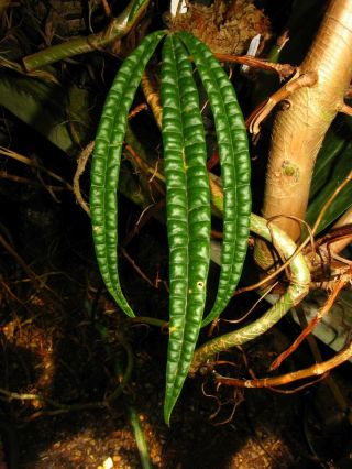 Anthurium Cutucuense,  Fantastic Rare Species,  Bullate Leaf,  Great Aroid Plant