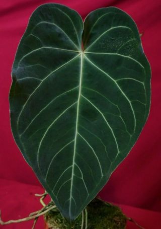 Anthurium Magnificum Large Rare Velvet Aroid Plant
