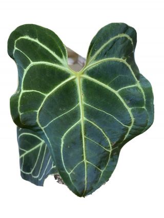 Anthurium Regale Rare Plant