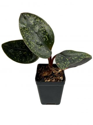 Pelexia Laxa Rare Painted Leaf / Jewel Orchid