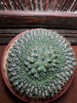Gymnocalycium Baldianum Cristata Rare Large Circle Crest Cactus