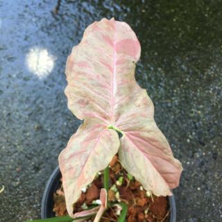 Rare Syngonium Strawberry Milk Splash Variegata Rooted Plant Pink Variegated