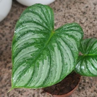 Variegated Silver Mamei Philodendron ☆ Express Ship ☆ Indoor Grown ☆ Rare